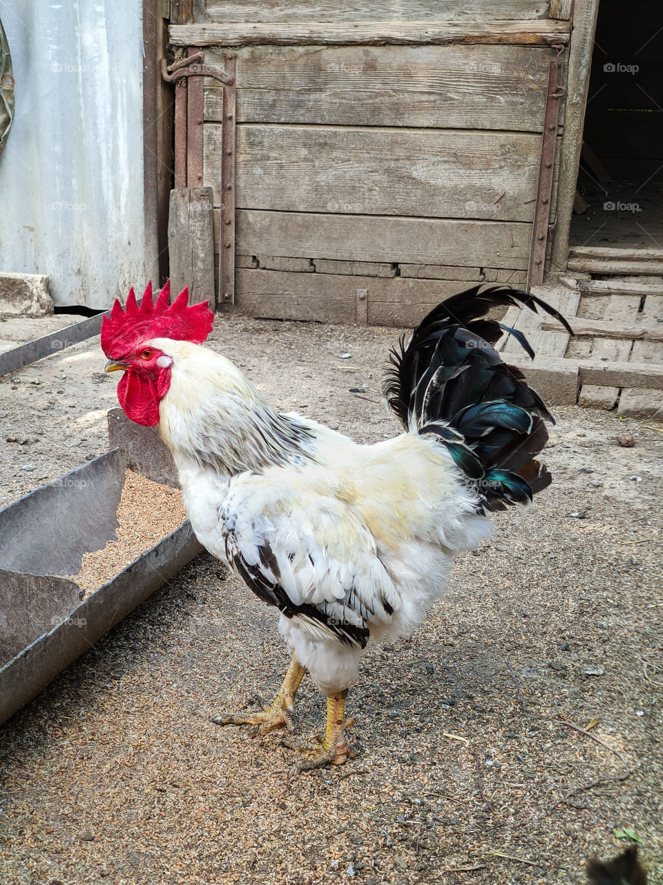 Beautiful cock on the farm