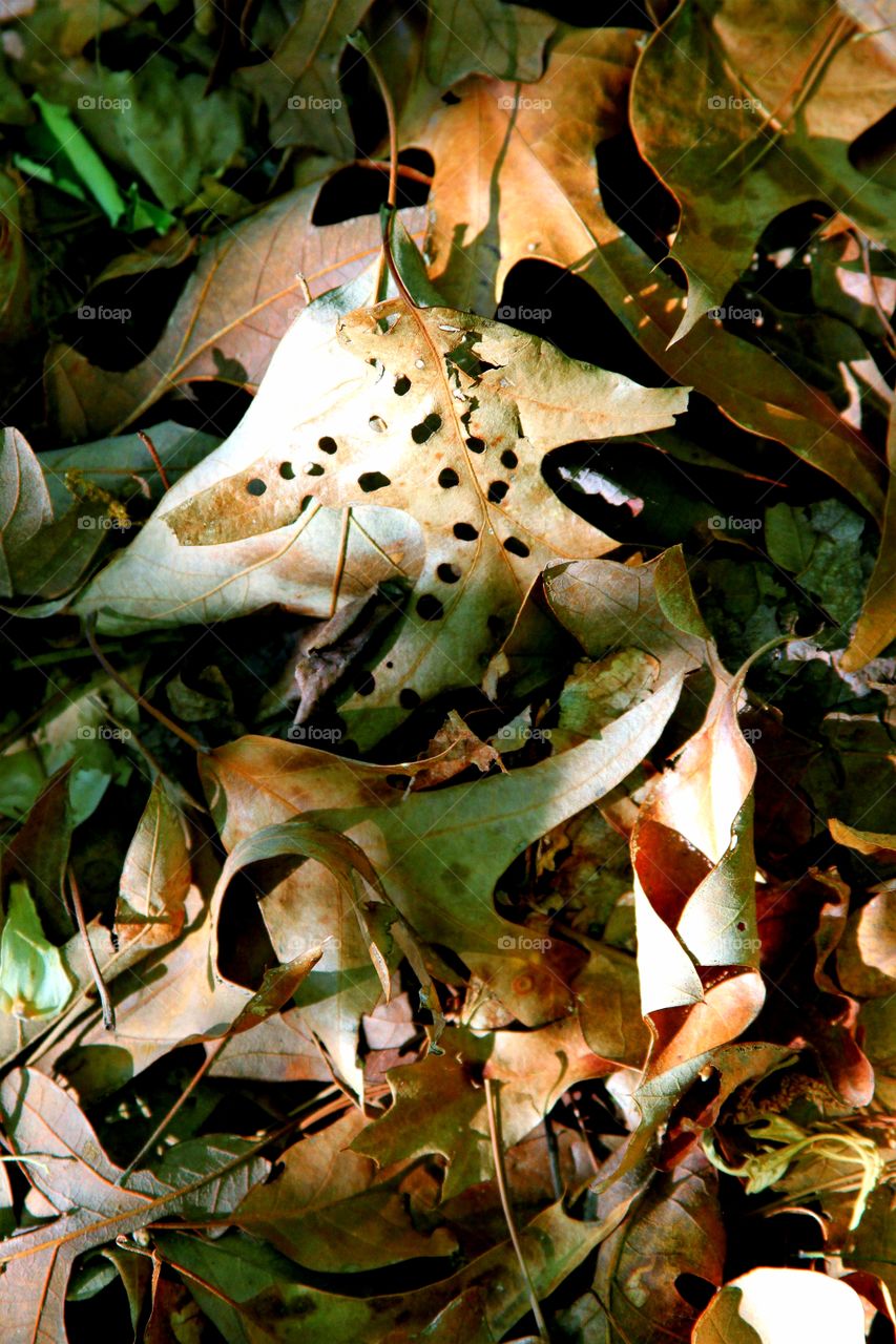 leaves on the ground in spring.