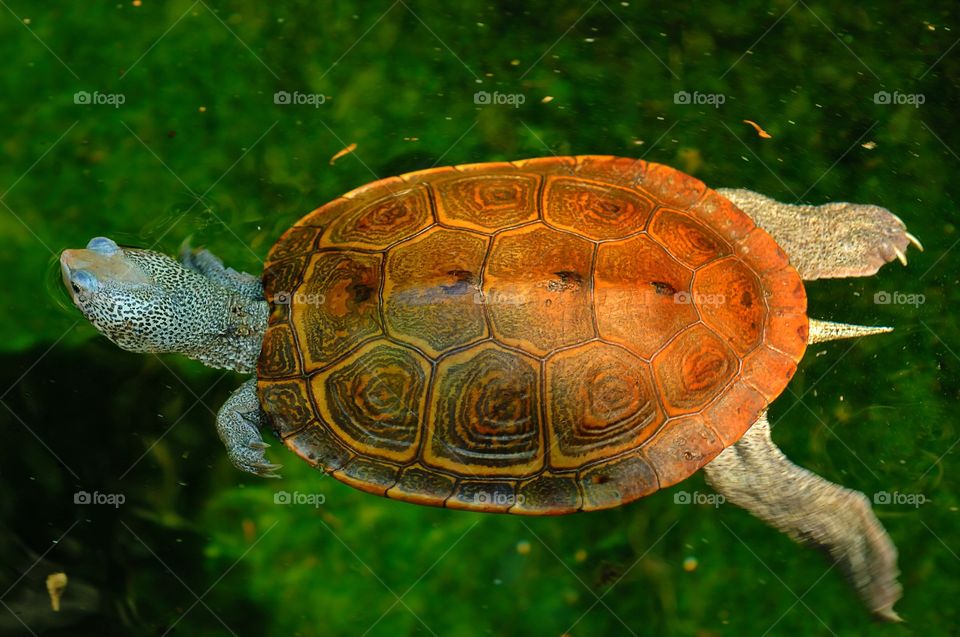 A Diamond Backed Terrapin swimming.