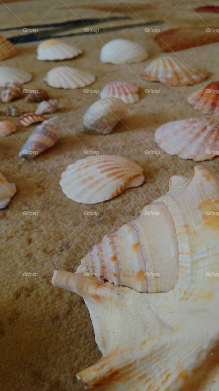 Seashell XIII