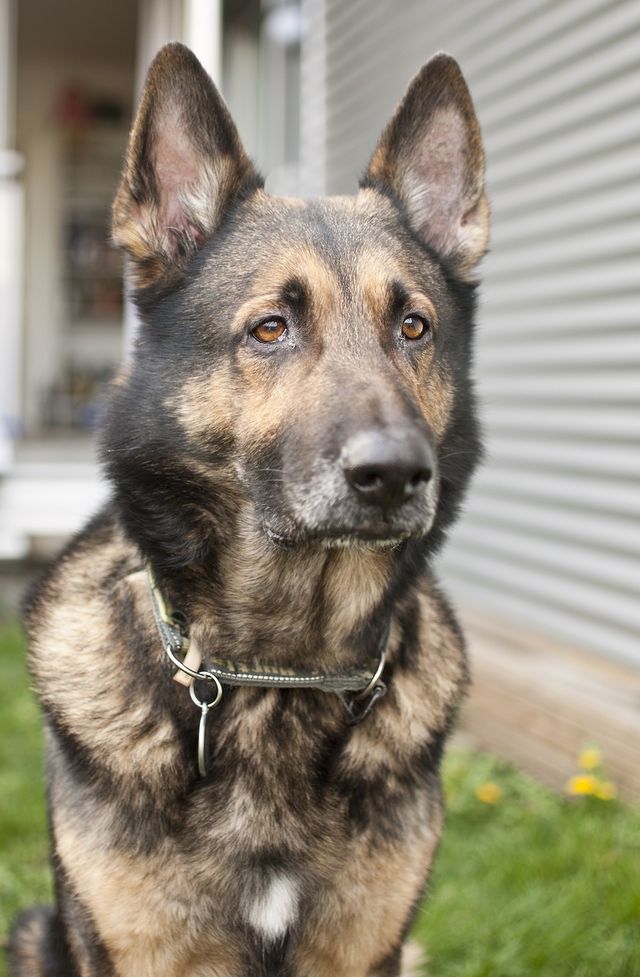 Close-up of a dog