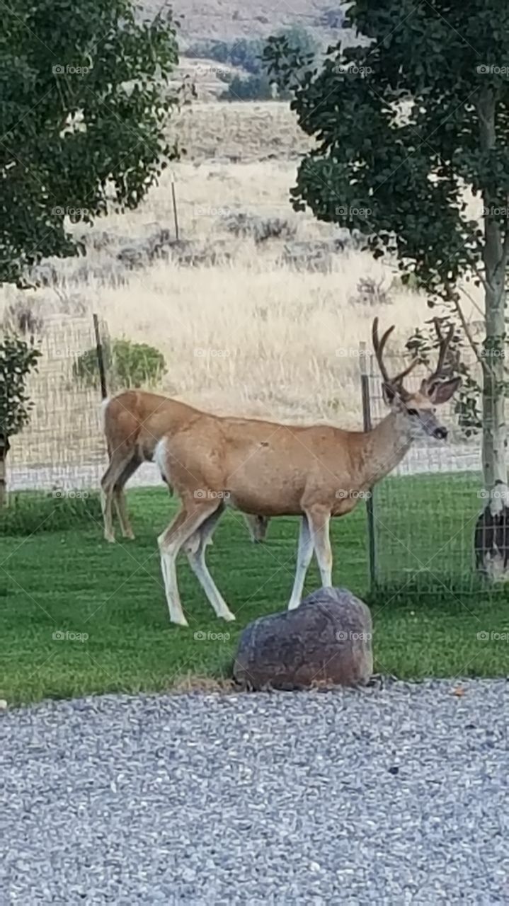 Mule Deer