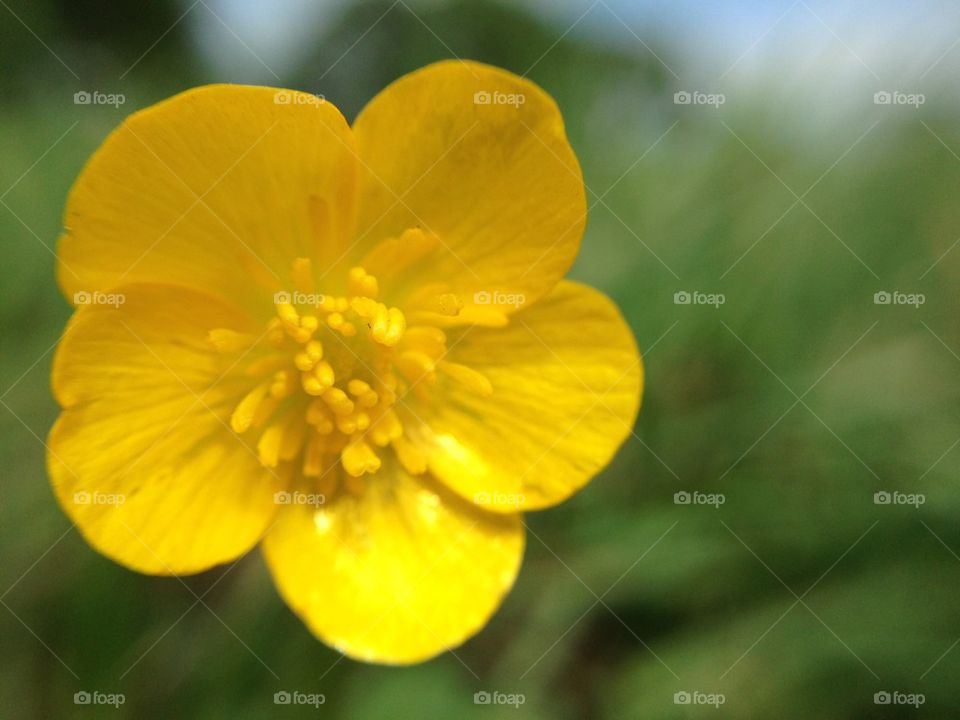 yellow nature flower macro by mrgrambo