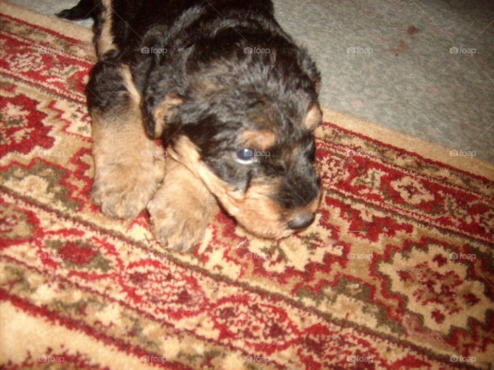 A tiny Airedale Terrier puppy staring into the distance whilst lying down.
