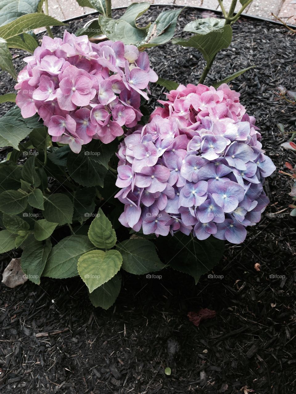 Hydrangeas . Second year hydrangea in blues, purples and pinks