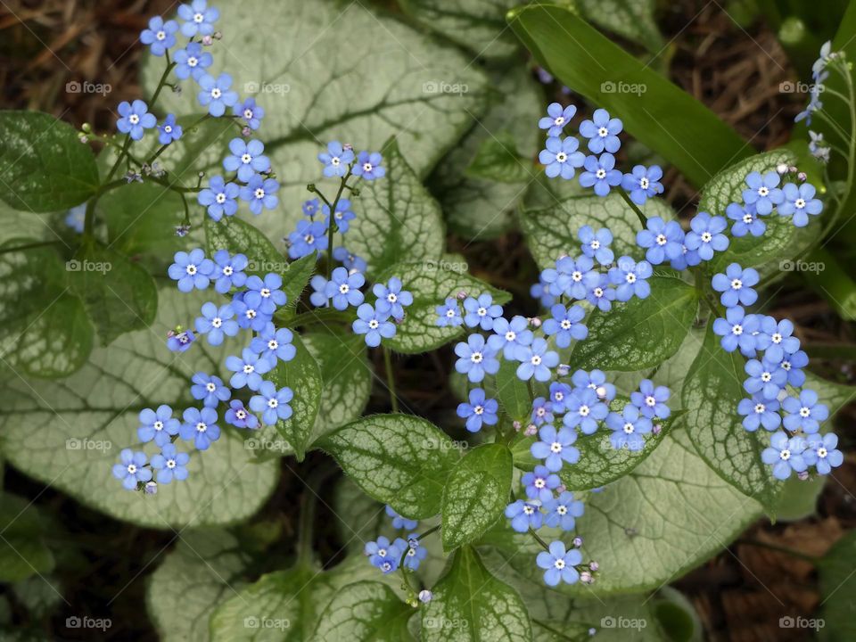 Brunnera Jack Frost