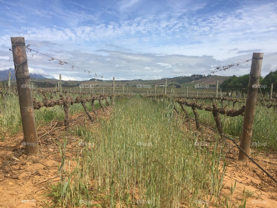 Winelands in South Africa