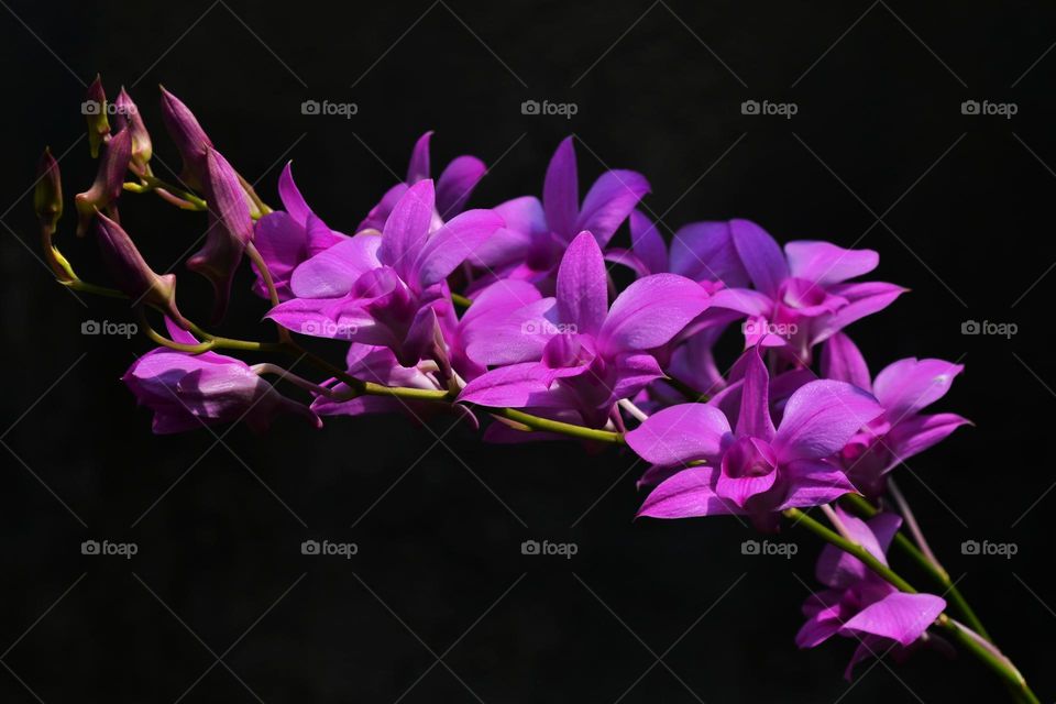 cooktown orchid