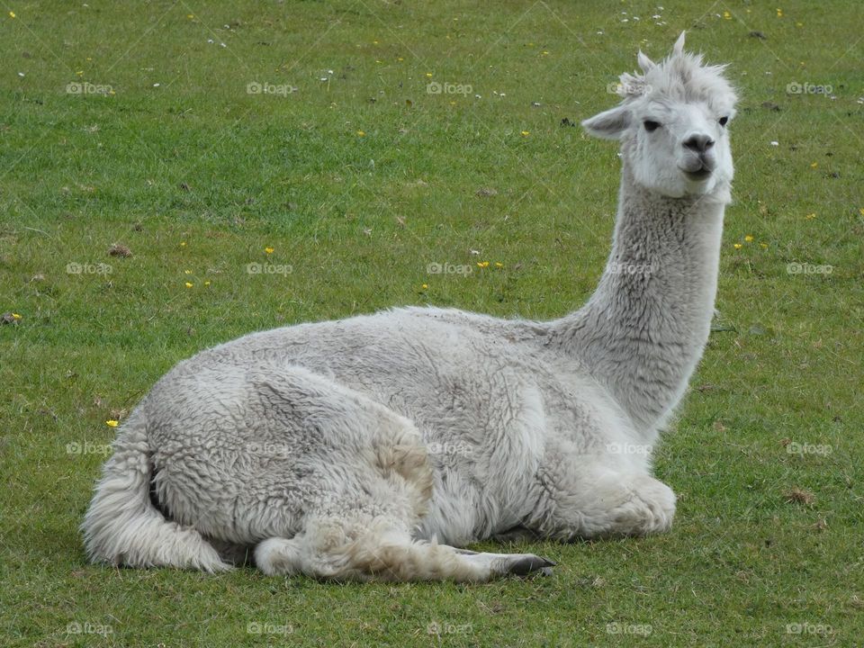 A close up of a alpaca 