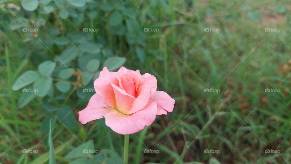 rose flower blooming