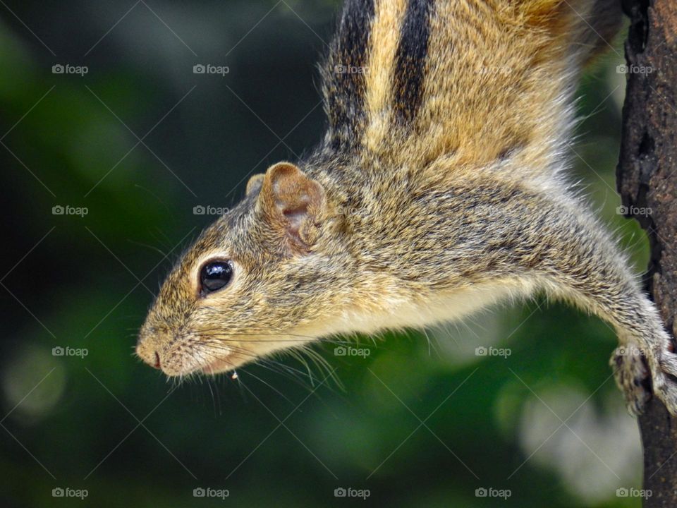 Squirrel