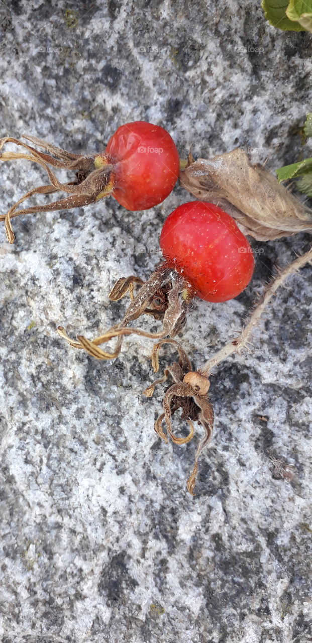 Late Summer Fruits