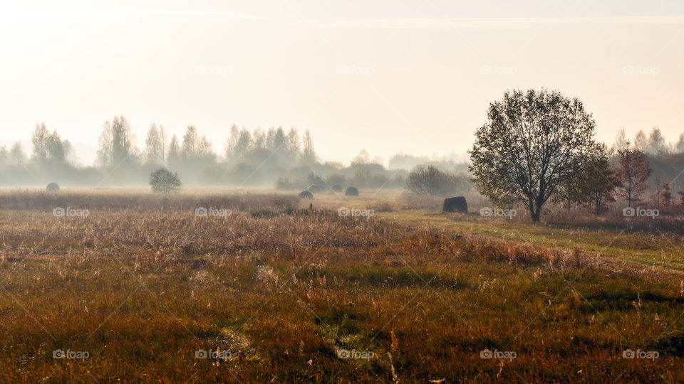 Abstract autumn rural landscape in the foggy morning.