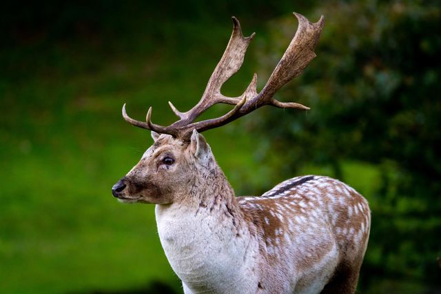 Deer