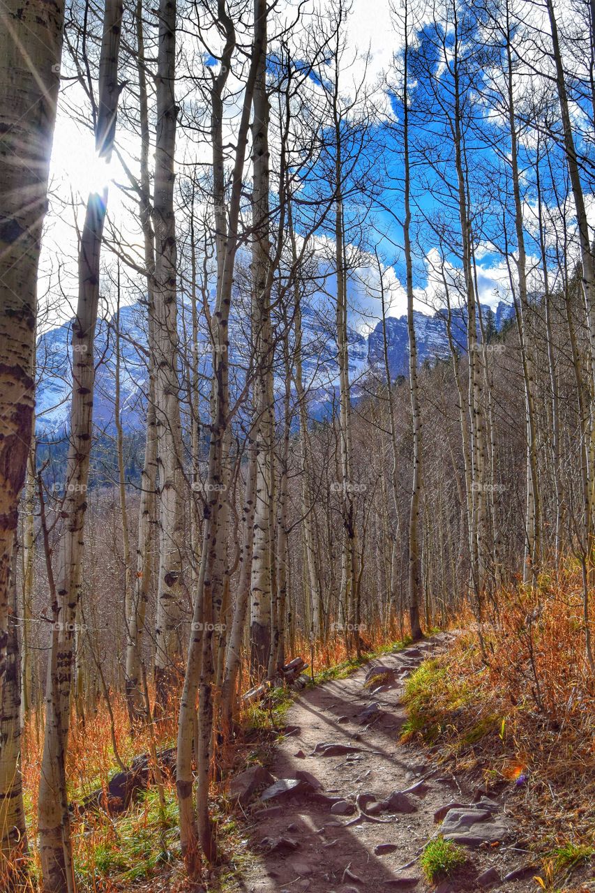 View of footpath in forest