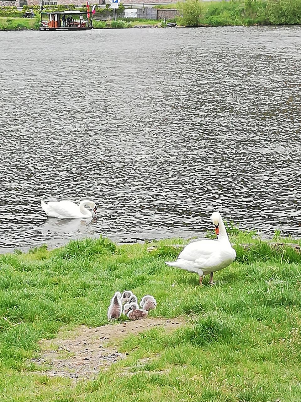 Swans and signets on Vltava River