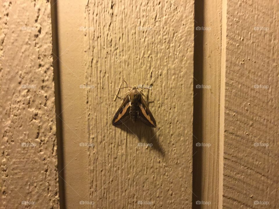 Lone Moth on the Wall of My Home