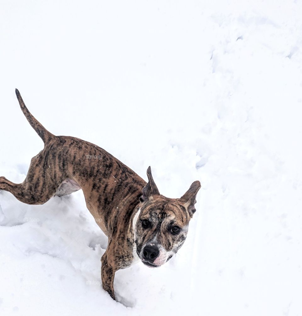 Snowy Brindle Dog
