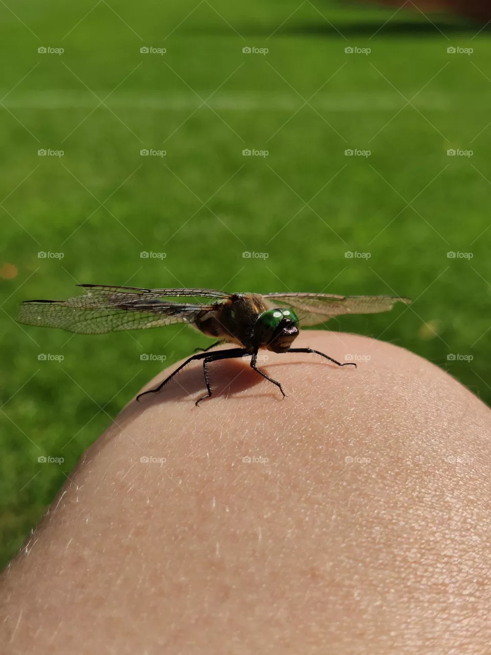 Dragonfly