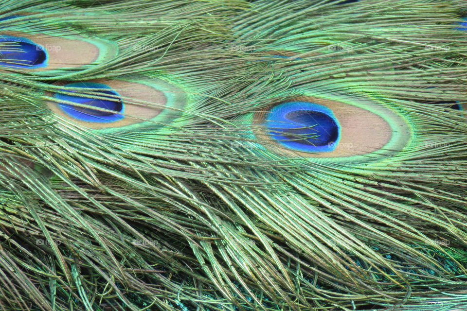 Peacock tail