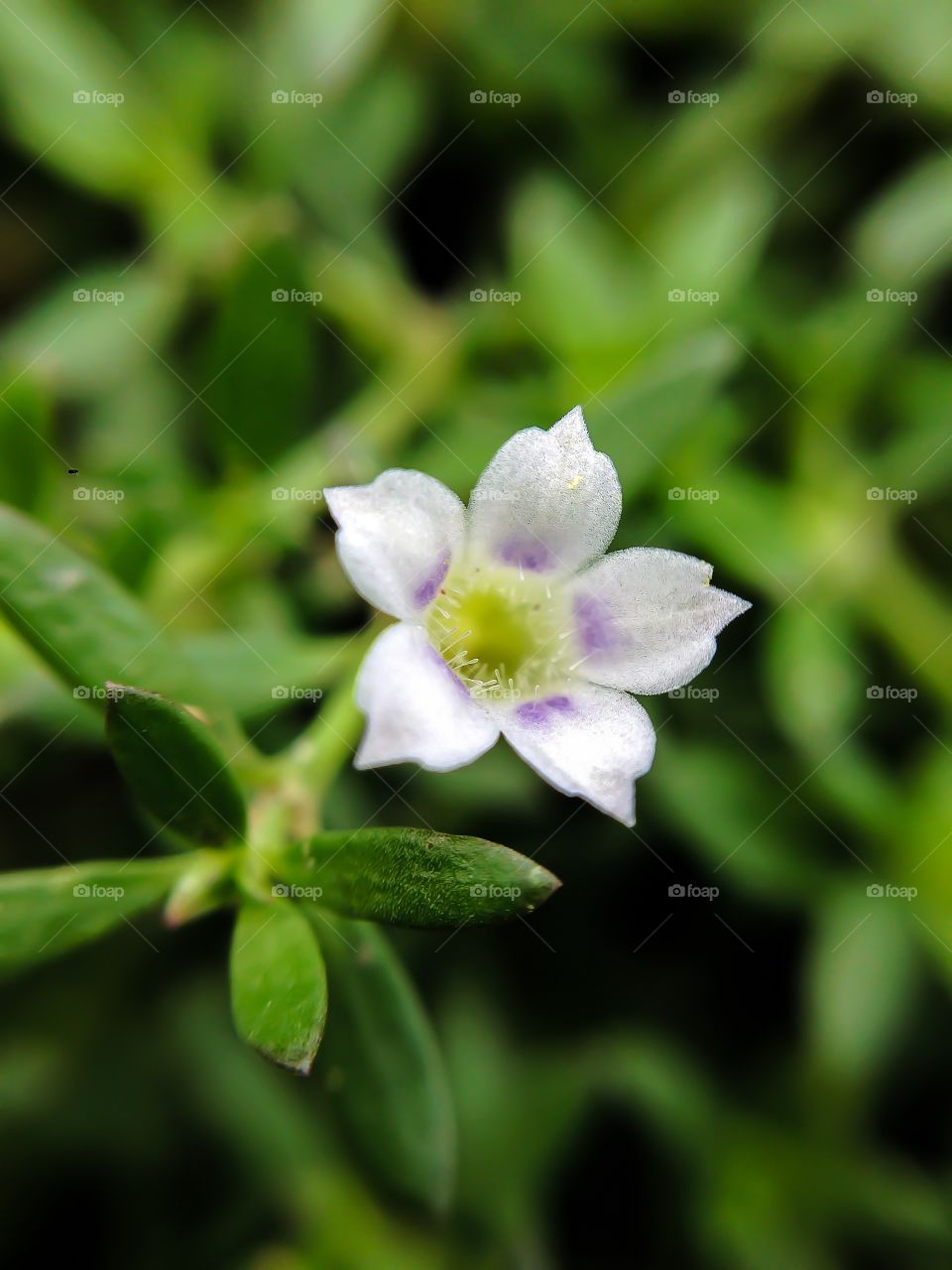 A small white flower 