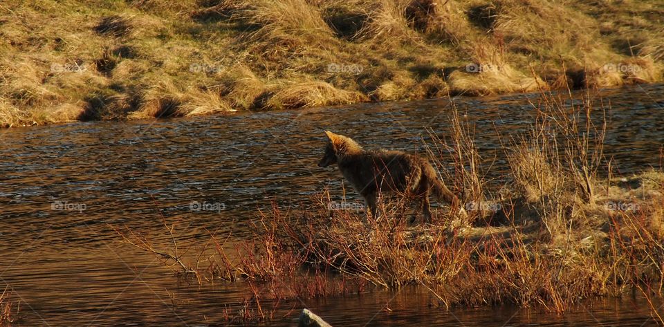 Water, Mammal, River, No Person, Wildlife