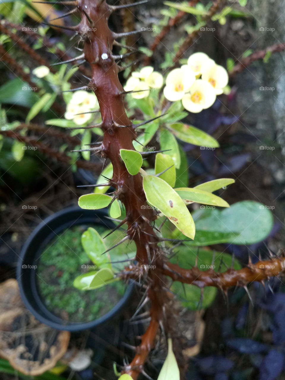 plantas do meu jardim