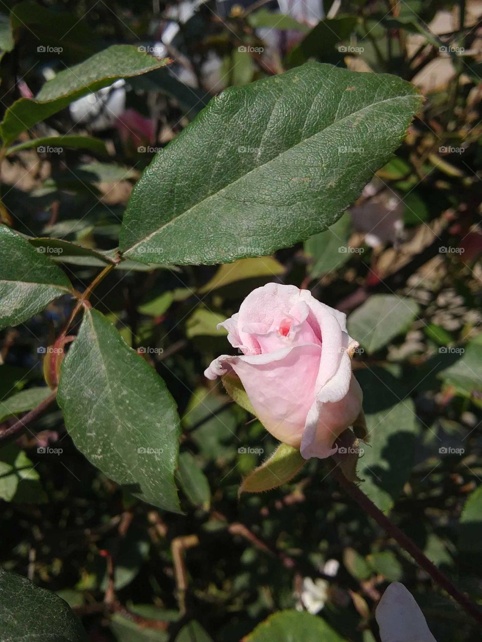 Close up macro shot of a single tiny pink miniature rosebud beginning to bloom in the Northern California sunshine surrounded by leaves