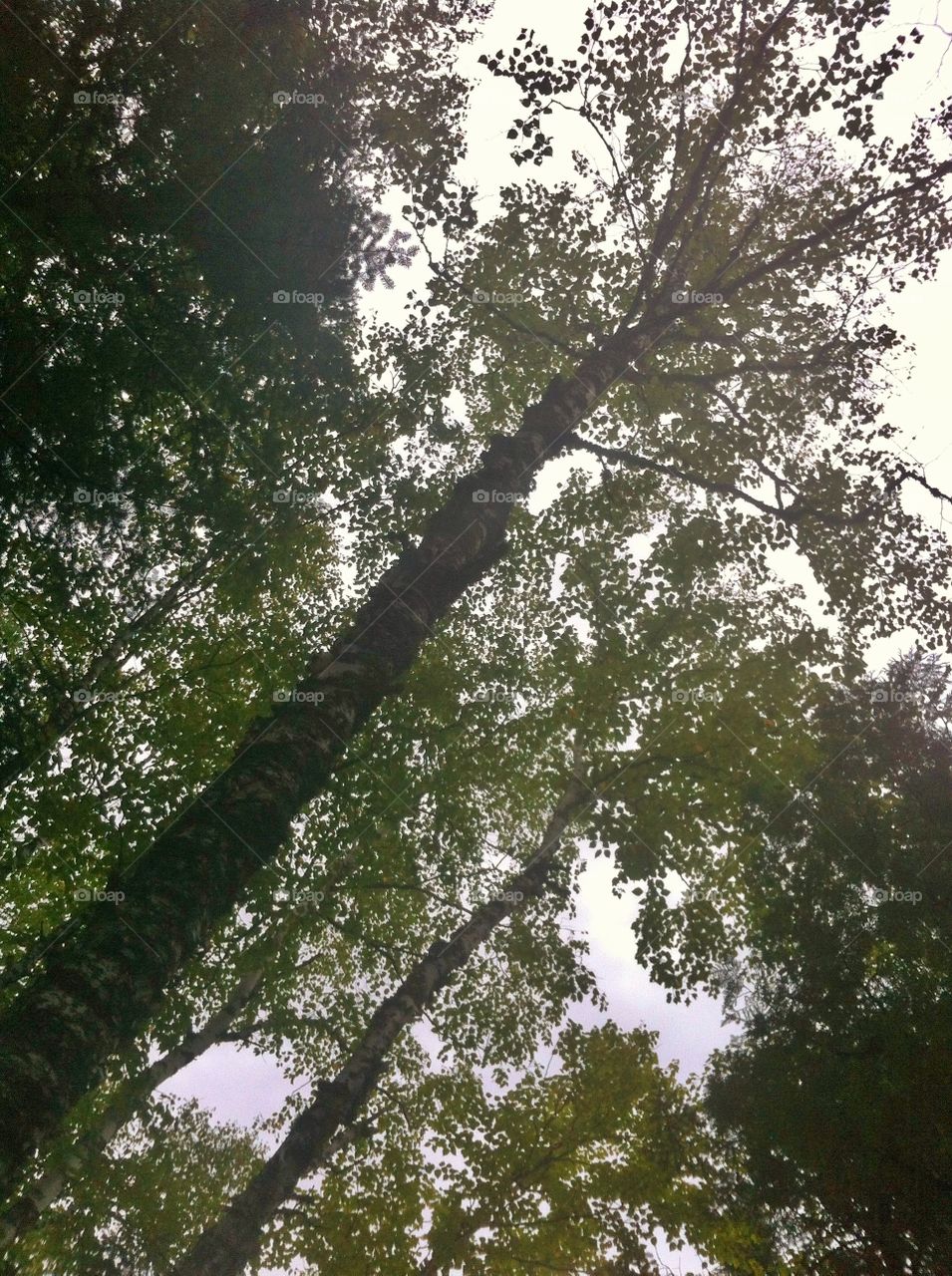 Looking up. Looking up at trees