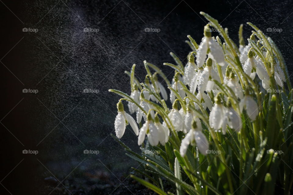 Snowdrops in sunlight under the water drops