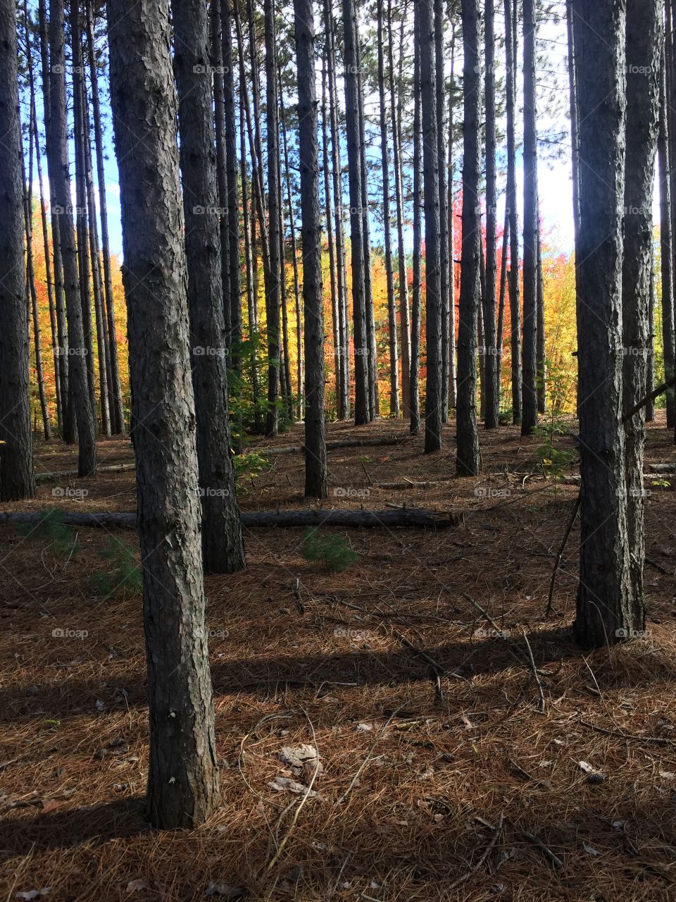 Tree trunks in forest