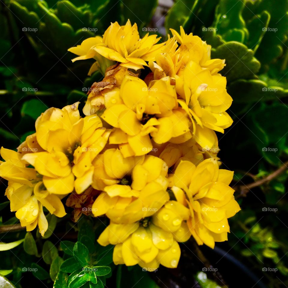 🌺Fim de #cooper!
Suado, cansado e feliz, curtindo a beleza das #flores.
🏁
#corrida
#running
#flowers
#CorujãoDaMadrugada
#alvorada
#flor