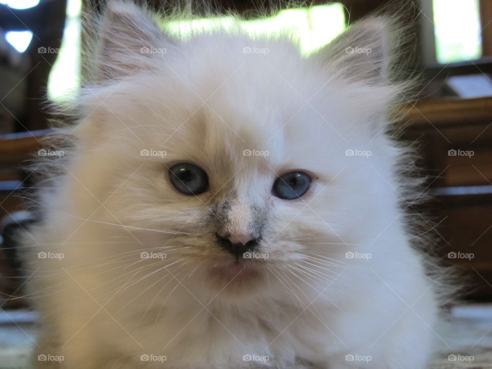 Close-up of a ragdoll dog