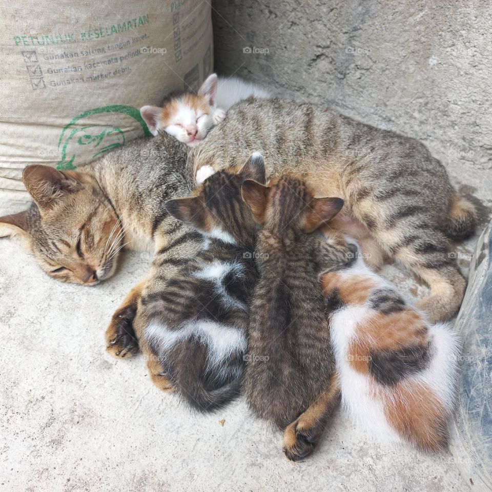 Mother cat and her kittens