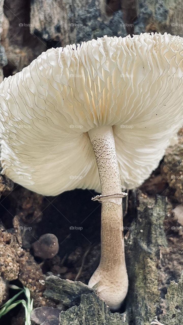 Fungus 