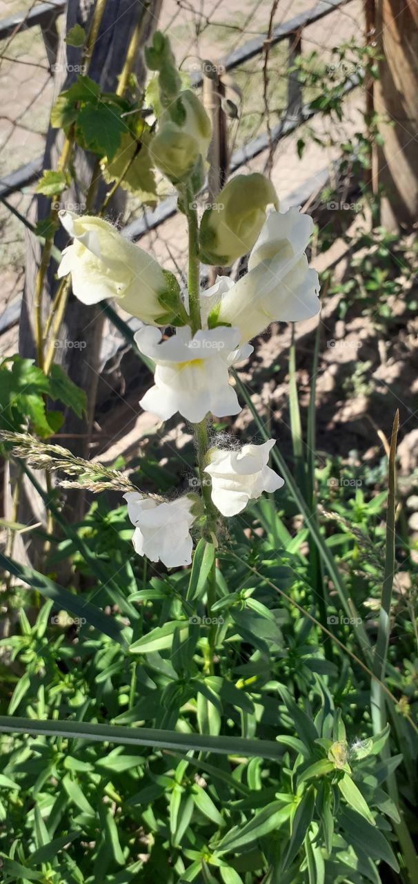 flor blanca