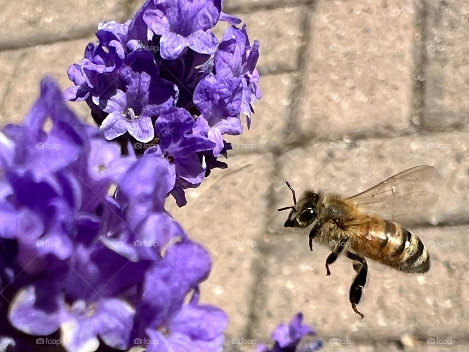 Bee