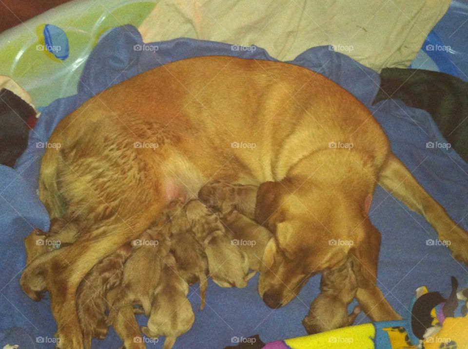 newborn golden retriever puppies nursing on mother