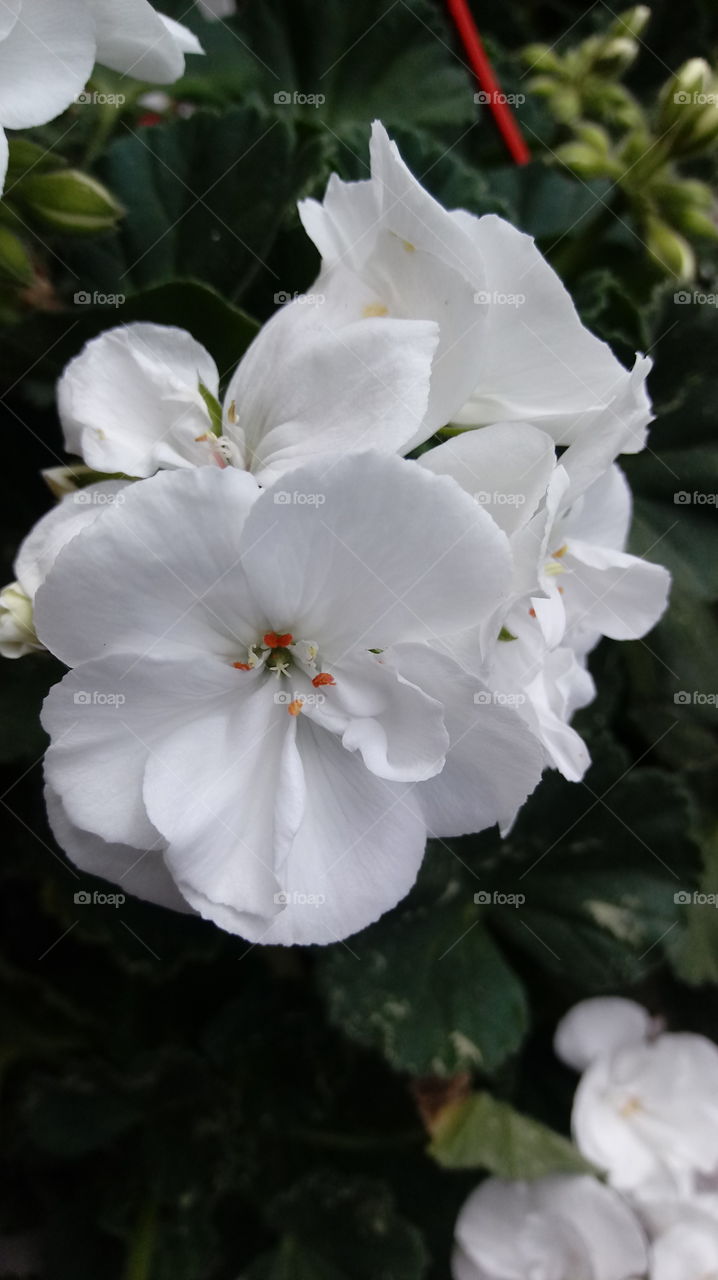 white geranium 2