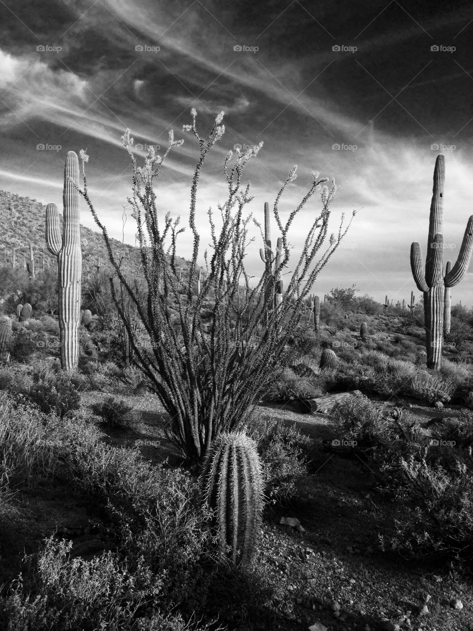Ocotillo in the desert