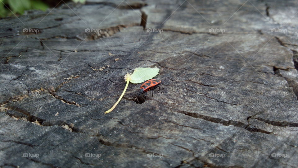 Red bug on the old stump