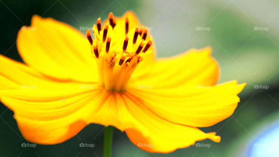 yellow flower