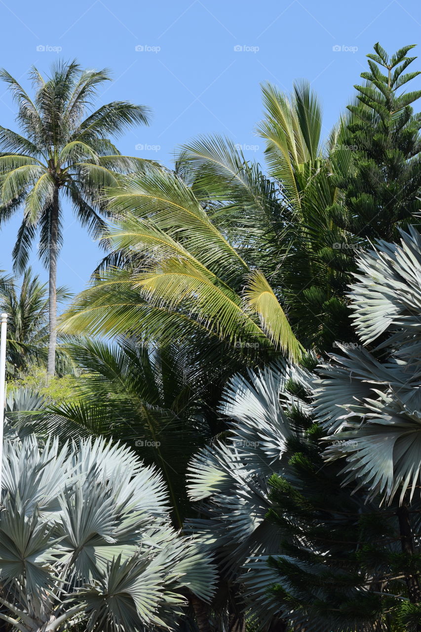 palm