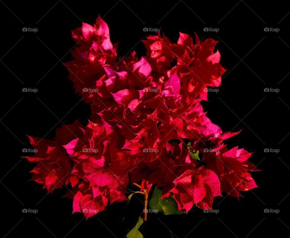 magenta bougainvillea with black background