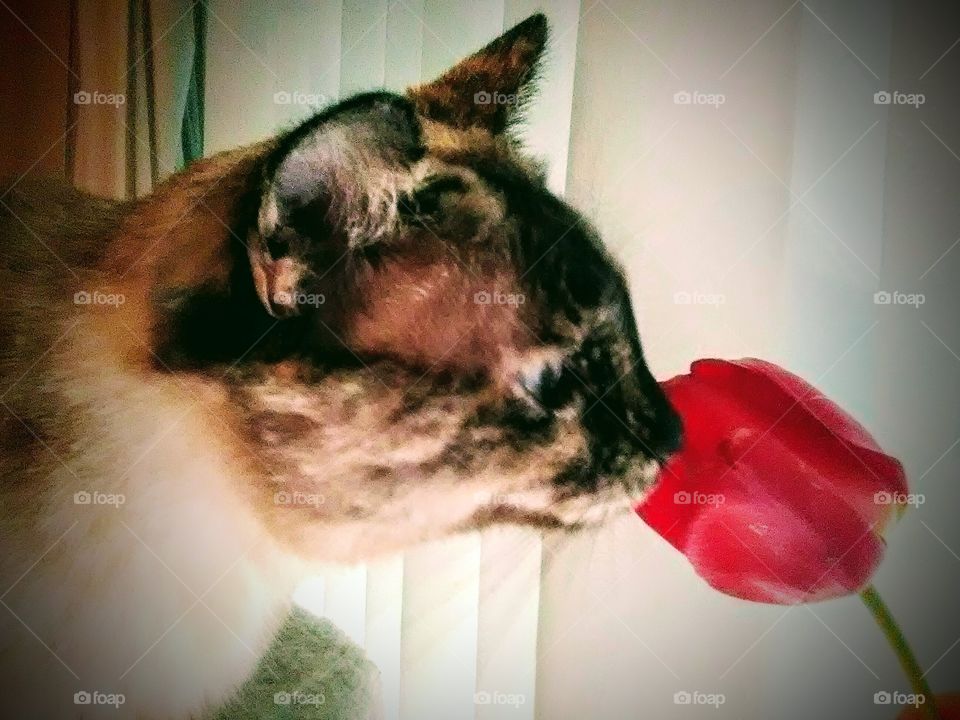 Tulip Cat!