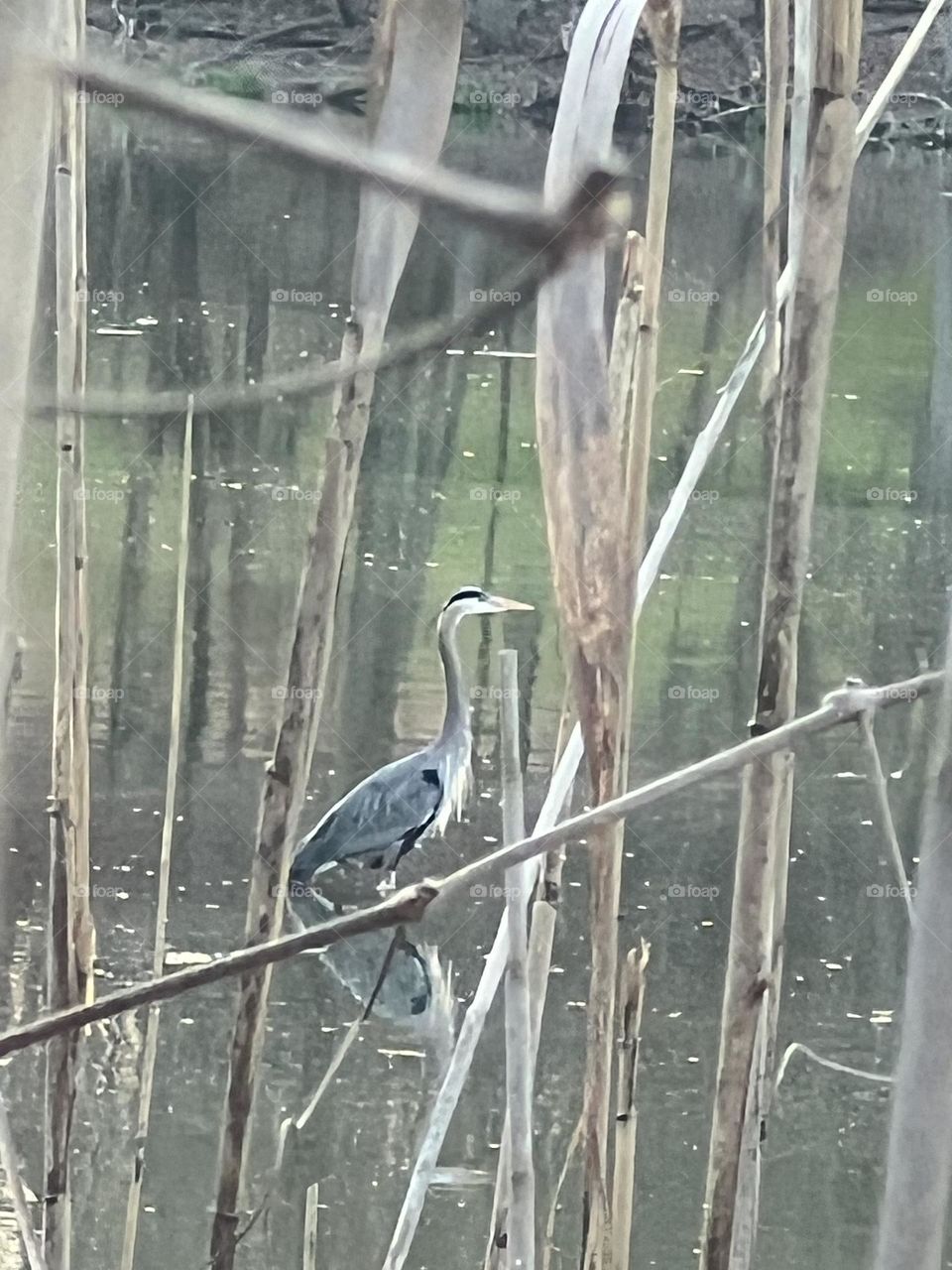 Great Blue Herron 