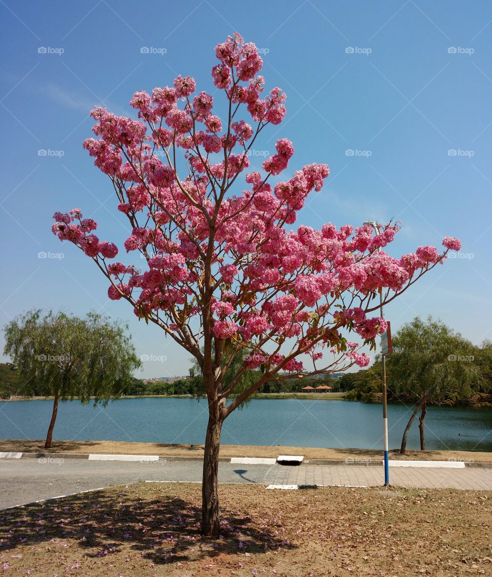 The tree of the lake