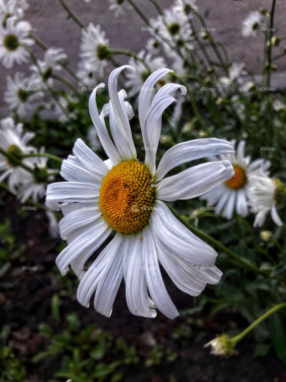 summer flower white plant