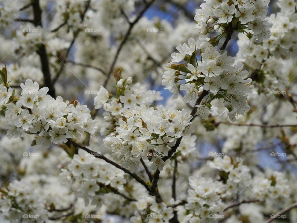 Beautiful nature  - springtime