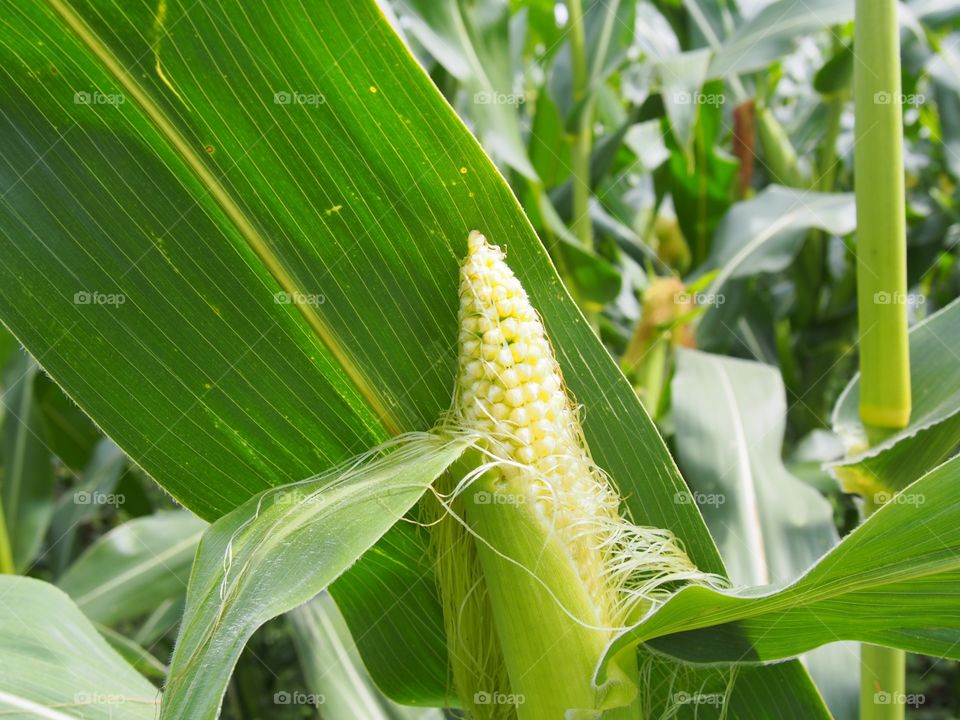 Corn